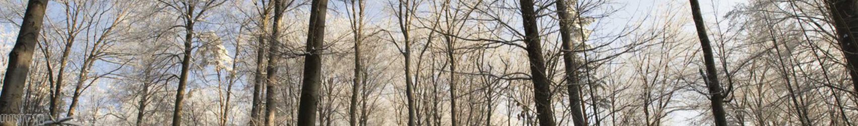 Hochwald