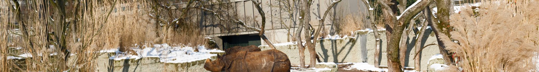 Nashorn_1_Panorama