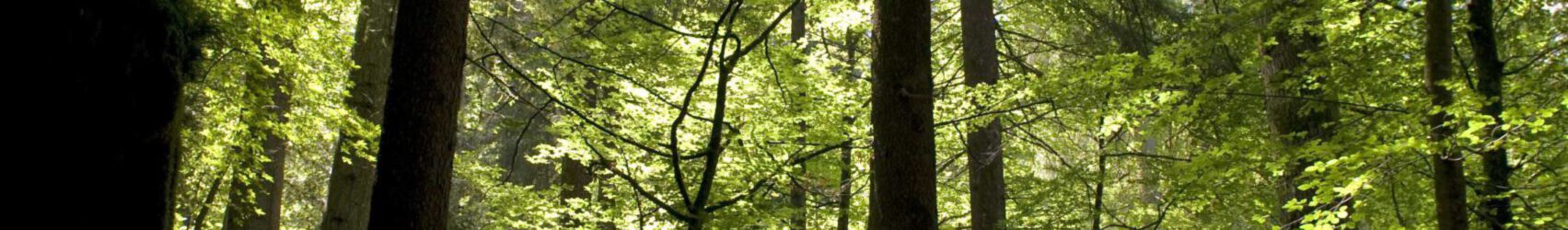 Wald-Blausee