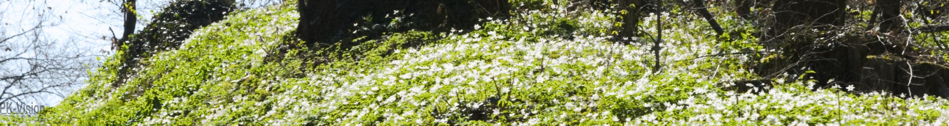 Waldrand-weisse-Blumen